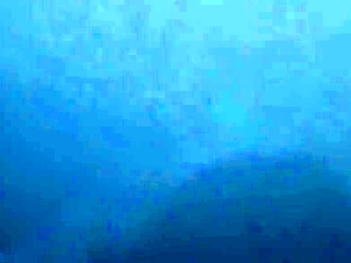 Sex in public cu maimuta