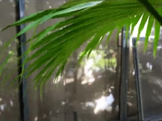 Cocking 3 kinky coeds in a row