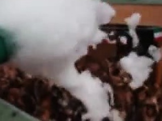 Le Allure mousse celebration Limit dAgde