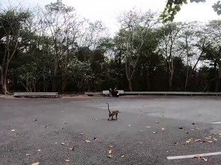 Thai Slut Cherry Gives Blowjob And Rides The Raw Dick