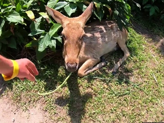 Big ass Thai girlfriend homemade sex video