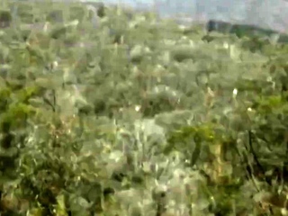 Living  in the Australian Bush as a Naturist