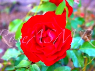 Rose Asmr Patreon – Ear Licking Feet And Tongue Fluttering