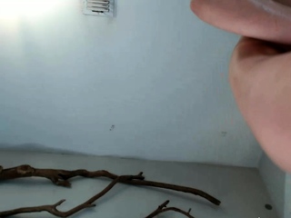 Busty brunette solo masturbation